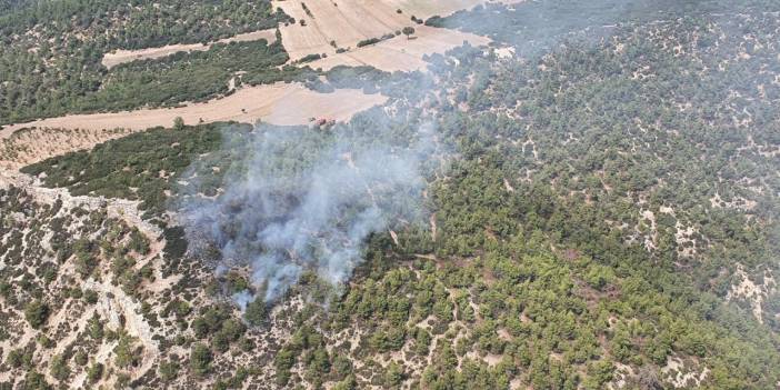 Manisa'daki orman yangını 10 dönümü kül etti