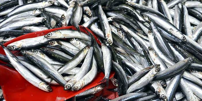 Palamut 70 ila 75 lira, hamsi 60-70 lira