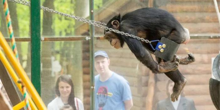 Firari şempanze kafese bisikletle döndü