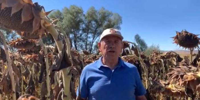 Yıldırım Kaya'dan ayçiçeği alım fiyatlarına sert tepki