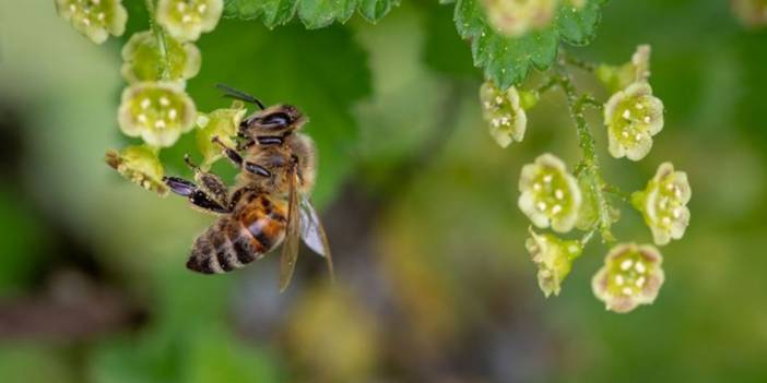 Arılara fısıldayan adam: Kraliçe öldü