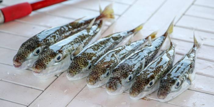 'Balon balığı' avcıları 164 bin lira kazandı