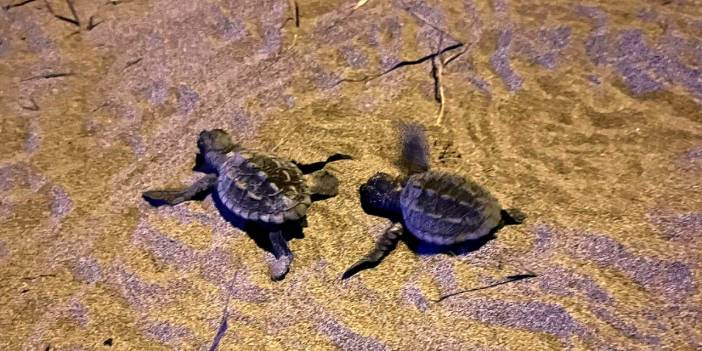 Yolunu kaybeden caretta carettalar denize kavuşturuldu