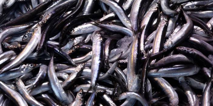 Trabzonlu balıkçı: Balık bol ama vatandaşın alım gücü yok