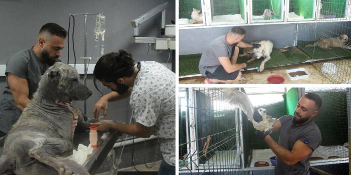 Ouverture d'une clinique gratuite pour soigner les animaux des rues à Adana
