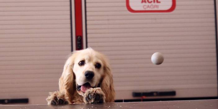 İtfaiyecilerin büyüttüğü köpek personelin yanından ayrılmıyor