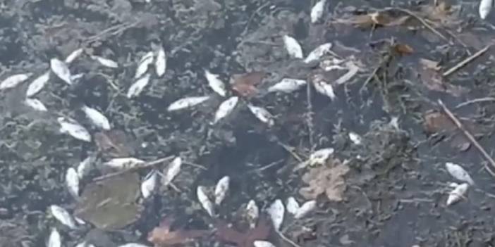 Ankara’da çok sayıda ölü balık su yüzeyine vurdu