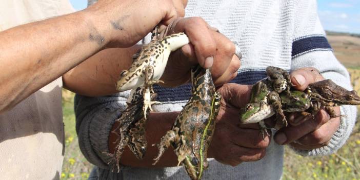 'Kurbağa avcıları' mesaiye başladı
