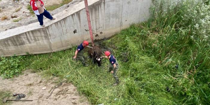 Çamura saplanan ineğin imdadına itfaiye yetişti