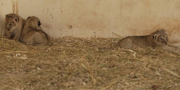 Irak'ta kafeste doğan yavru aslanlar