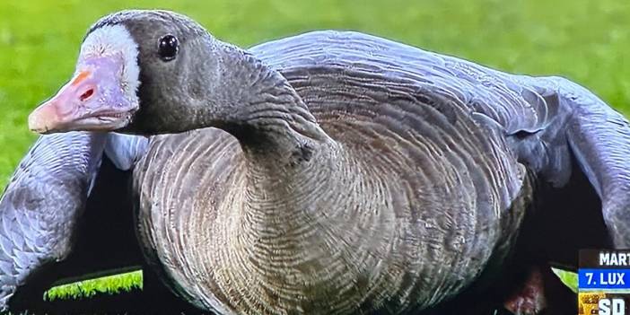 Bir kaz, beyzbol maçına müdahale etti