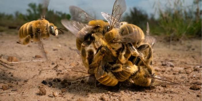 2022 Yaban Hayatı Fotoğraf yarışmasından inanılmaz görüntüler