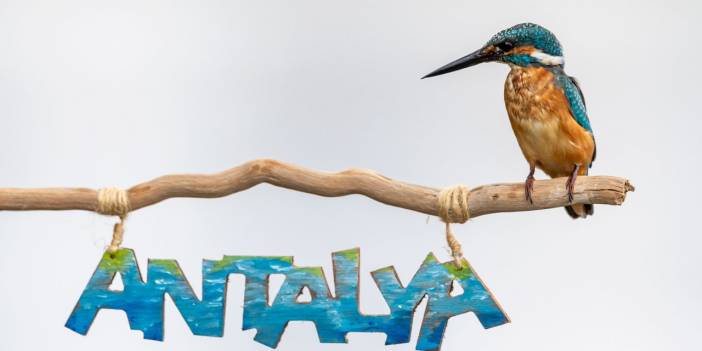 Yalıçapkınını fotoğraflamak için 7 ay bekledi