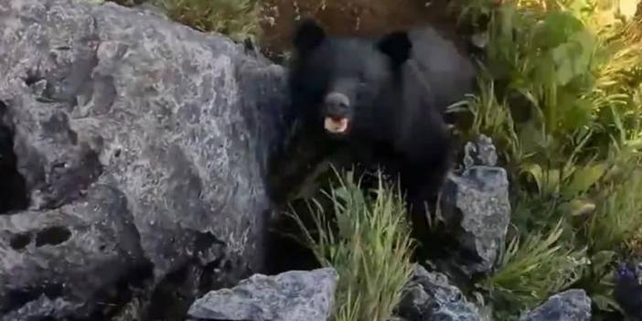 Kendisine saldıran ayıya yumruklarla karşılık verdi