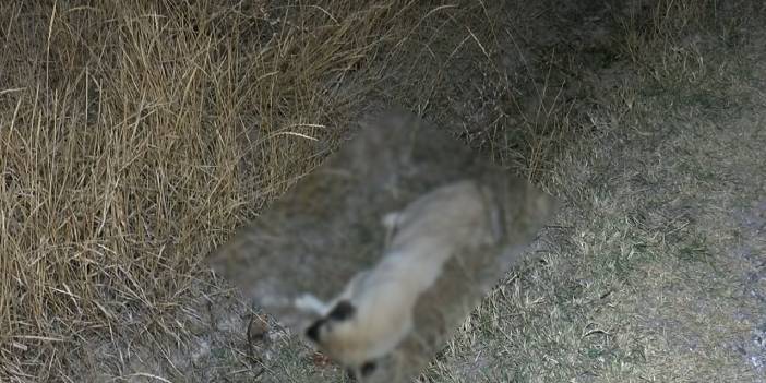 Dün 8 köpek ölü bulunmuştu: 5 köpek daha bulundu