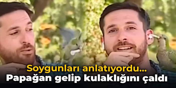 Soygunları anlatıyordu... Papağan gelip kulaklığını çaldı