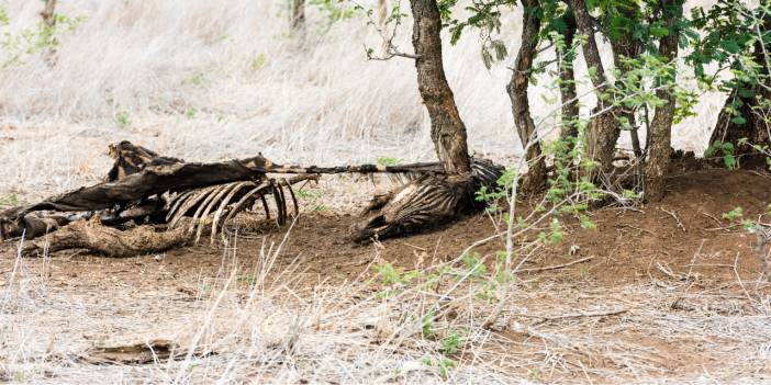 Yüzlercesi yok olma tehlikesiyle karşı karşıya