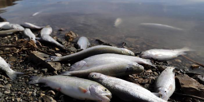 Göl buharlaştı: Balık ölümleri arttı
