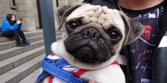 Sahipli köpeklere ağızlık tepkilere yenildi: Karar geri çekildi