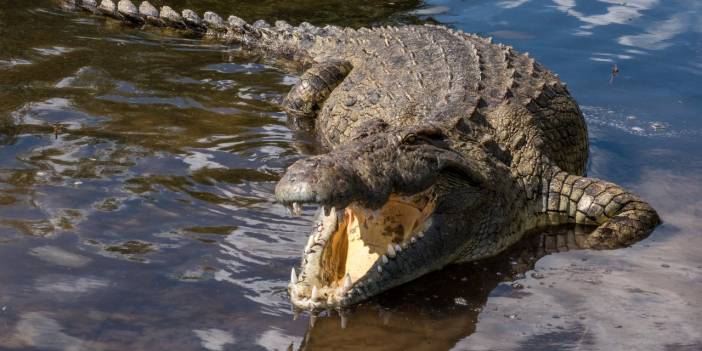 Timsah, 8 yaşındaki çocuğu ailesinin gözleri önünde yedi