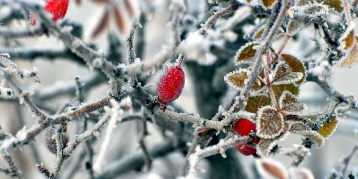 Camlar buz tuttu: Ağaçlar beyaza büründü