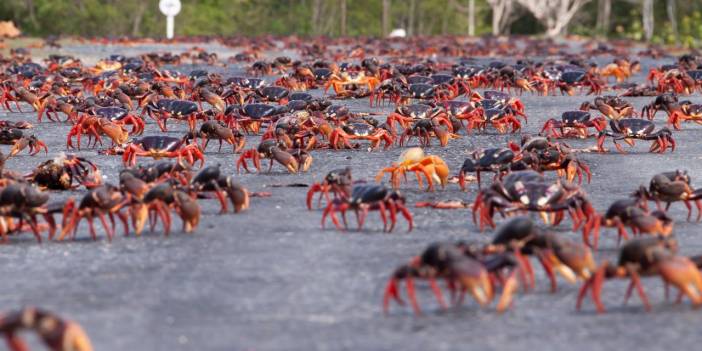 Kırmızı yengeçlerin devasa göçü