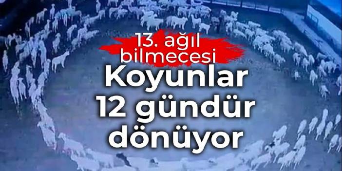 13. ağıl bilmecesi: Koyunlar 12 gündür dönüyor