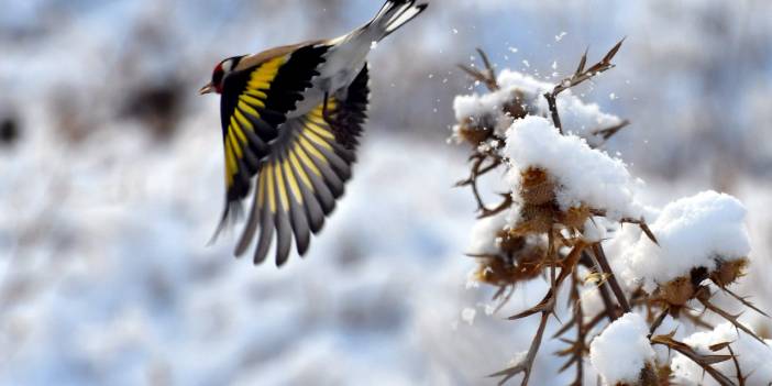 Yurdun doğusu beyaza büründü