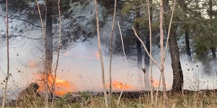 Sultangazi'de ağaçlık alanda ikinci yangın