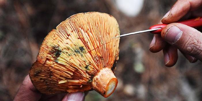 Samsun'da 1 ayda 71 kişi mantardan zehirlendi