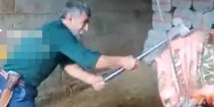 Keseceği boğayı balyozla başına vurarak öldürdü