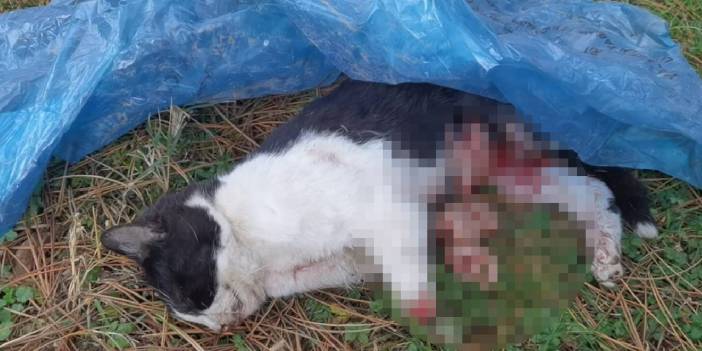 4 kedi öldürüldü: Yavru kedide patileri kesilmiş halde bulundu
