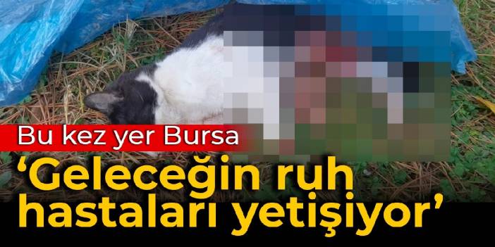 4 kedi öldürüldü: Yavru kedide patileri kesilmiş halde bulundu