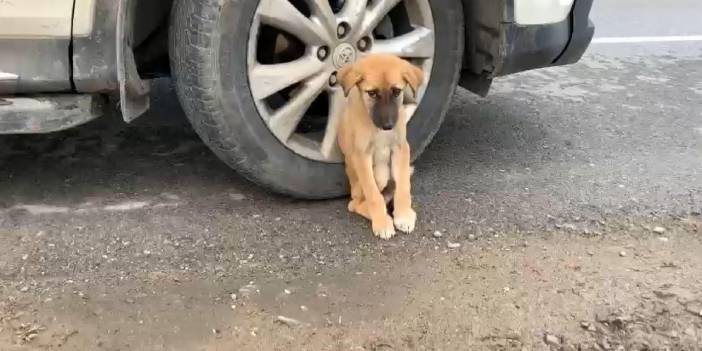 Köpeğe çarpmamak için yavaşlamıştı: Araç takla attı
