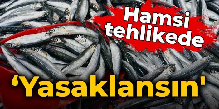 Hamsi tehlikede : Uzmanlardan 'hamsi avı yasaklansın' çağrısı