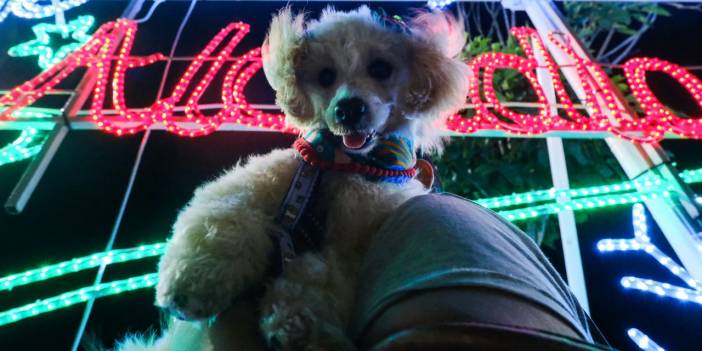 Kolombiya'da Noel heyecanı: Sokaklar ışıklandırıldı