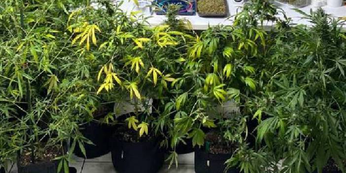 Kokudan şüphelendiler: Baskın yaptıkları evde buldukları şaşırttı