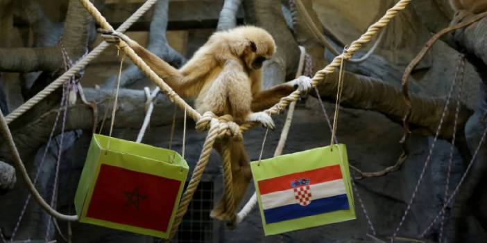 'Kuracı maymun' üçüncülük maçının galibini seçti
