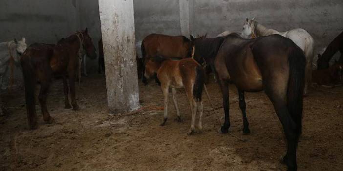 İstanbul'da kaçak kesim baskını: At keserken yakalandılar