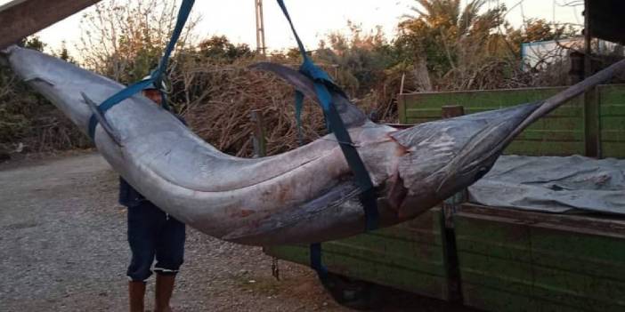 Adana'da yakalandı: 274 kilo ağırlığında