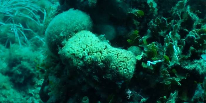 Mercanları avlayıp büyük akvaryumlara veriyorlar