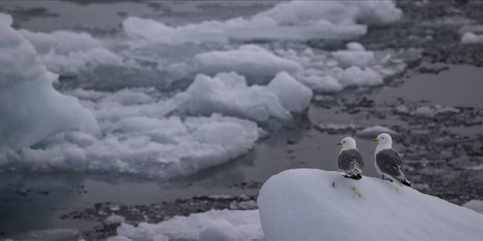 Uzmandan korkutan uyarı: Yok oluşu durduramayacağız