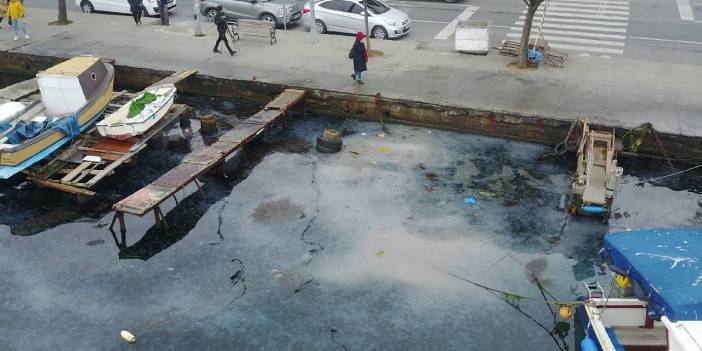 Sahilde denizanası istilası