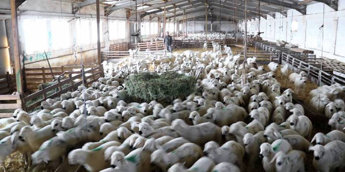 Kuzu ihalesi Tarım İşleri'ni zarara uğrattı