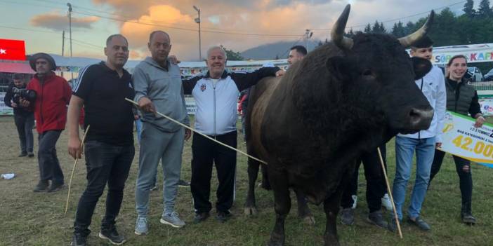 Şampiyon boğaya 500 bin değer
