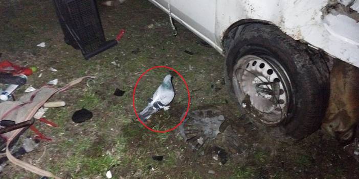 Kaza yapan araçtan uçan kuş sürücünün yanından ayrılmadı
