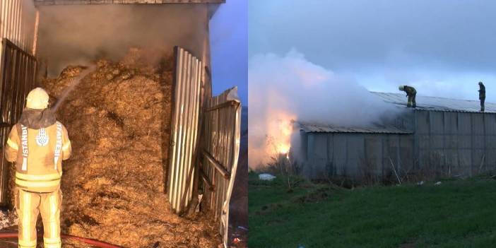 Çatalca'da ahır yandı; 7 büyükbaş hayvan öldü