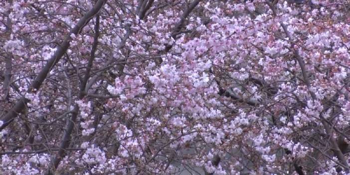 İstanbul'da 'yalancı bahar'