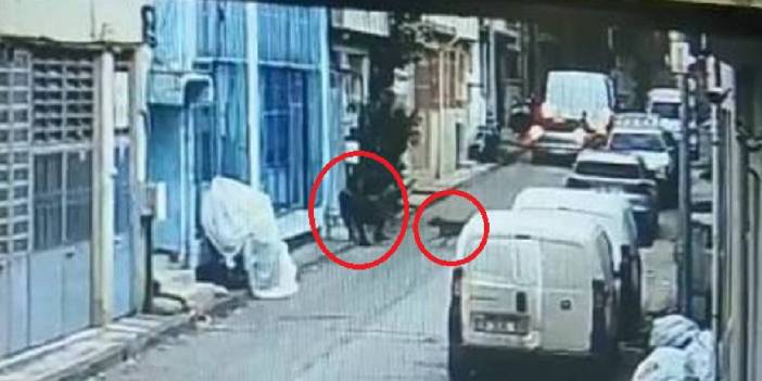 Pitbull silah sayıldı