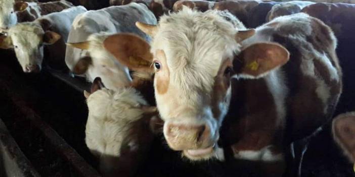 Üç kentte şap alarmı! Hayvan pazarları kapatıldı